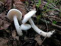 Hygrophorus cossus